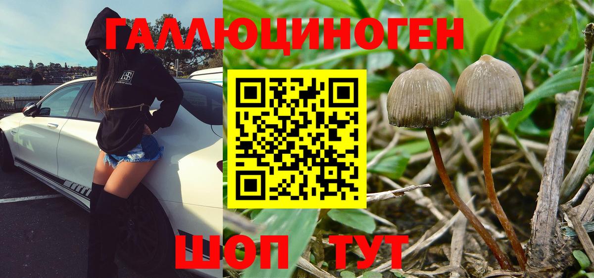 Новосибирск  Псилоцибиновые грибы мухоморы  Псилоцибиновые грибы мухоморы  Вход с VPN 